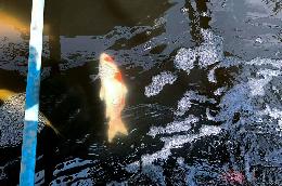 Cá Koi Nhật chết ở sông Tô Lịch: Mời chuyên gia thủy sản vào cuộc