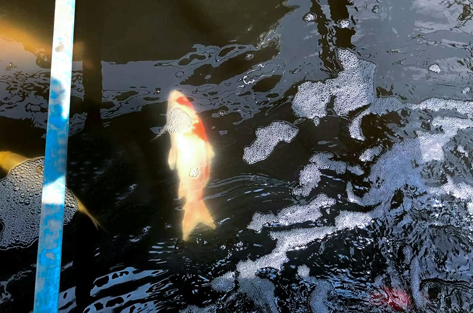 Cá Koi Nhật chết trên sông Tô Lịch
