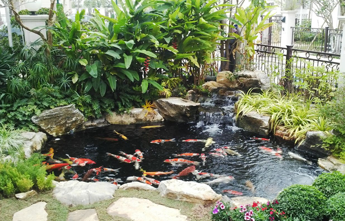 mẫu hồ cá  koi sân vườn nhà phố